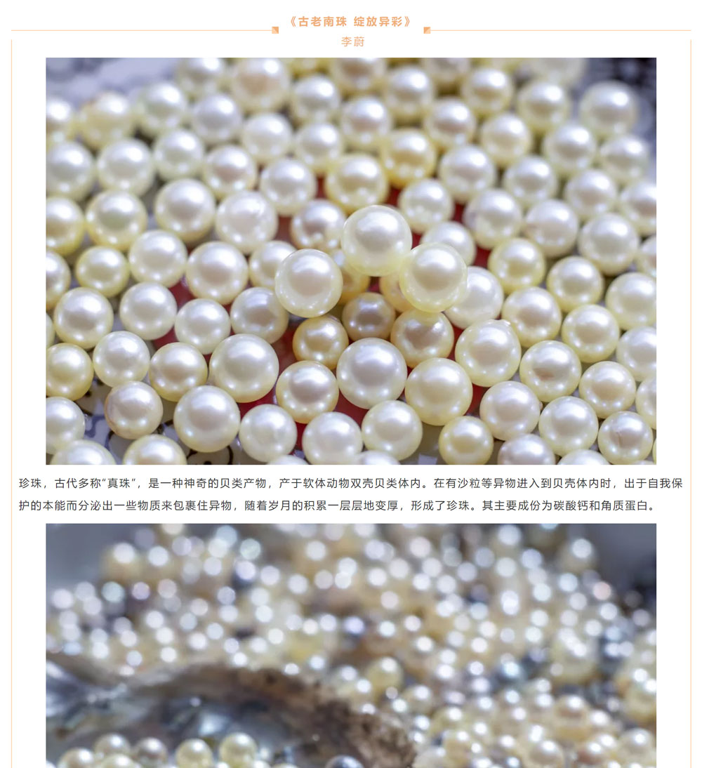 古老南珠，綻放異彩